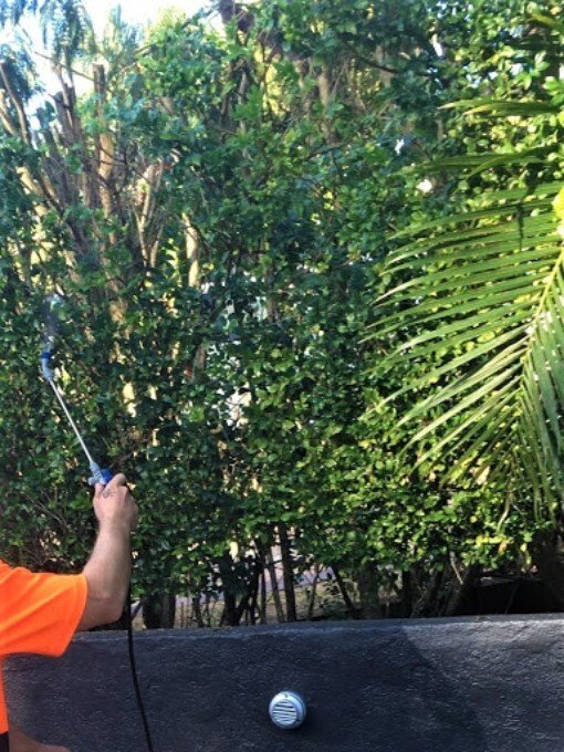 Spraying the Murraya Paniculata hedge with Cocky 200SC