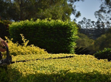 Hedges-are-popular-in-landscape-gardens