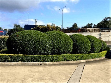 Hedges-completed-on-this-commercial-landscape-for-the-Good-Guys