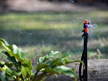 Irrigation-doing-it-job-to-keep-these-plants-healthy_